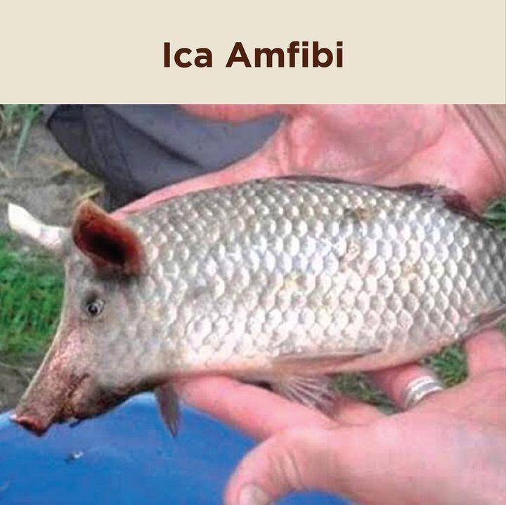 meme babi Ica (instagram.com.dagelan)