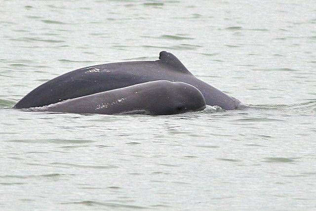 pesut mahakam (https://commons.wikimedia.org/Dibyendu Ash)