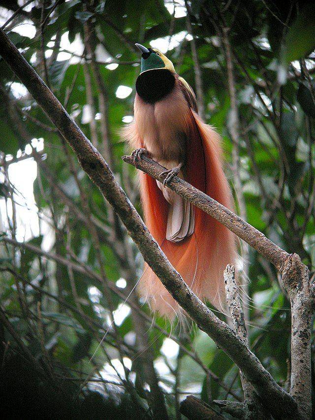 burung cendrawasih (commons.wikimedia.org/markaharper1)