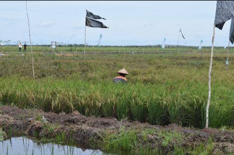 Kondisi lahan pertanian di Kab. Kapuas dan Pulang Pisau. (Dok Kementan)