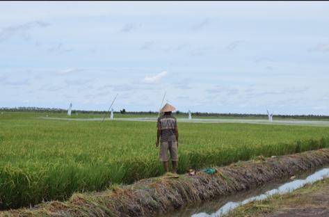 Pengembangan lahan pertanian rawa di Kalimantan Tengah dilaksanakan dengan memperhatikan tipologi lahan rawa. (Dok. Kementan)