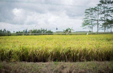 Persawahan di lokasi food estate Kab. Kapuas. (Dok. Kementan)