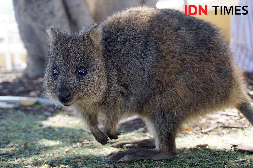 Quokka di Pulau Rottnest, Australia Barat (IDN Times/Arifin Al Alamudi)
