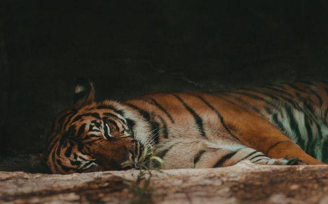 ilustrasi harimau (unsplash.com/Sam 🐷)