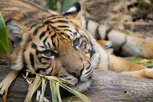 ilustrasi harimau (unsplash.com/Tarryn Myburgh)