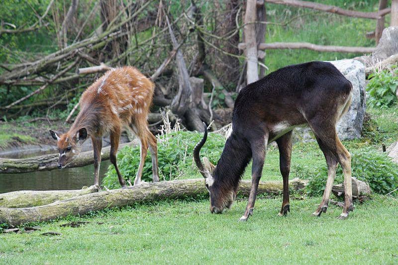 Sitatunga (commons.wikimedia.org/Matej Batha)