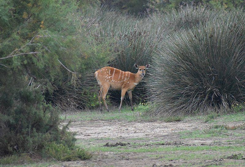 Sitatunga (commons.wikimedia.org/Tylwyth Eldar)