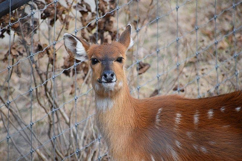 Sitatunga (commons.wikimedia.org/Laura Wolf)