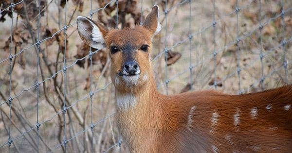 5 Fakta Menarik Sitatunga, Spesies Antelope yang Suka Berendam!