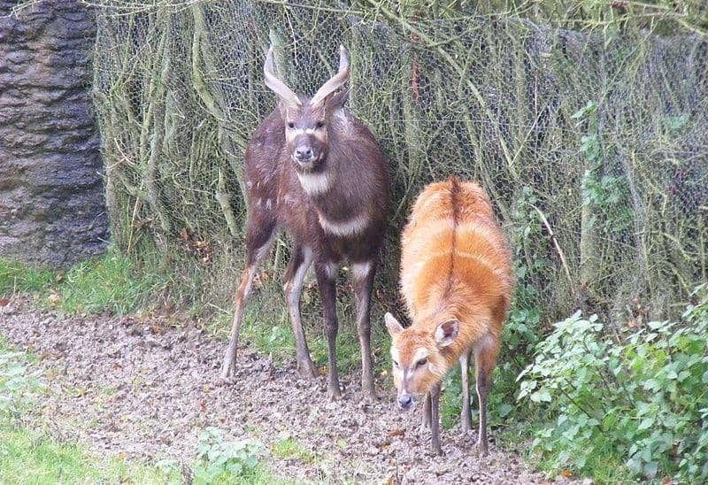 Sitatunga (commons.wikimedia.org/Marie Hale)
