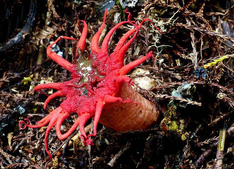 Aseroe rubra (flickr.com/Bernard Spragg. NZ)