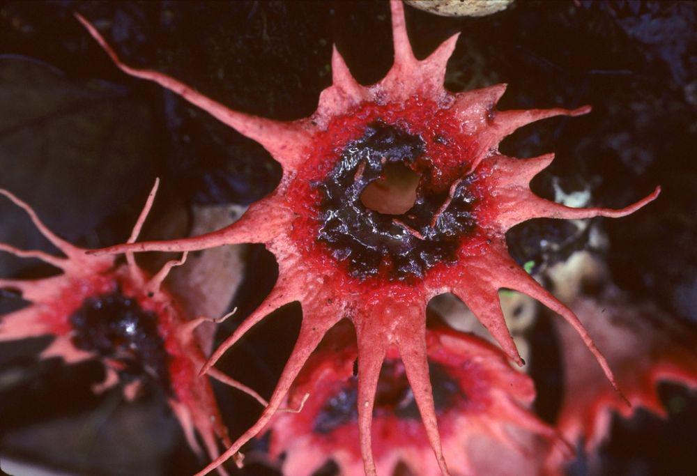 9 Spesies Jamur Unik Berwarna Merah, Ada yang Mirip Hewan Laut