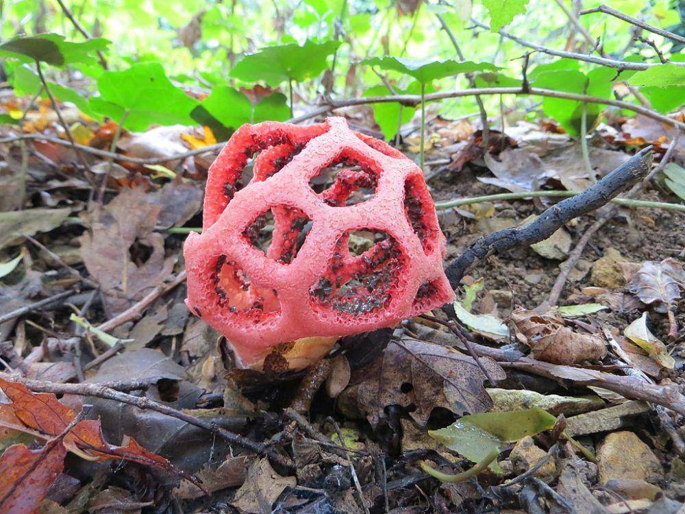 Clathrus ruber (commons.wikimedia.org/Francesco Bellamoli)