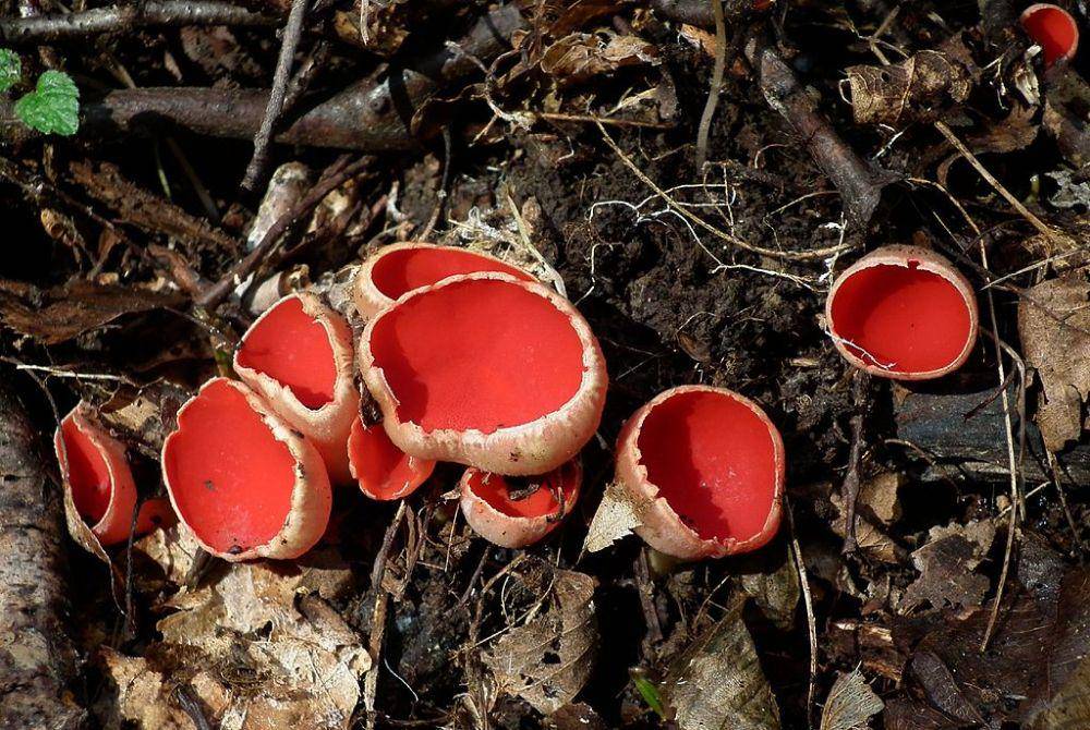 Sarcoscypha coccinea (commons.wikimedia.org/Epegeiro)