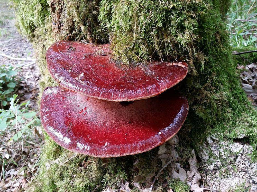 Fistulina hepatica (commons.wikimedia.org/Kean10)