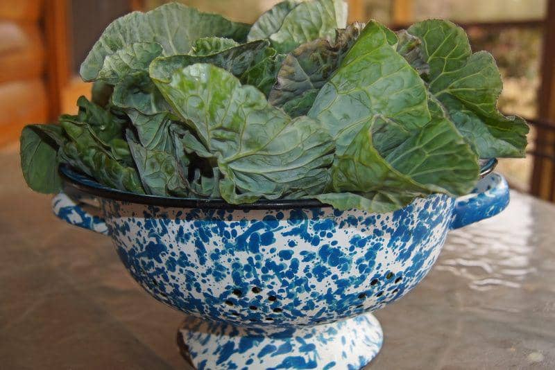 ilustrasi sayur collard greens (pixabay.com/BarbaraJackson)