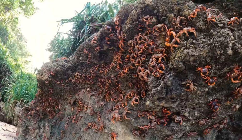 potret kepiting merah (youtube.com/YBS Youngbloods)