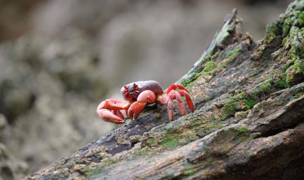 potret kepiting merah (youtube.com/YBS Youngbloods)