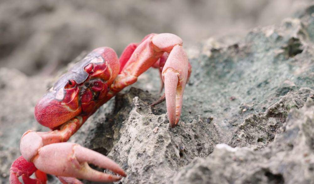 potret kepiting merah (youtube.com/YBS Youngbloods)