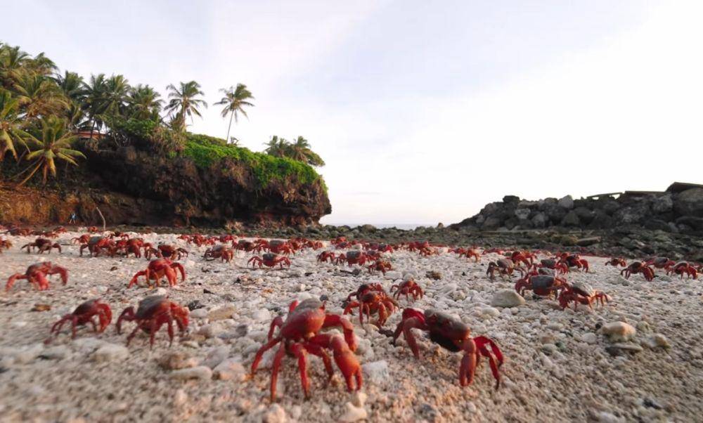 potret kepiting merah (youtube.com/YBS Youngbloods)