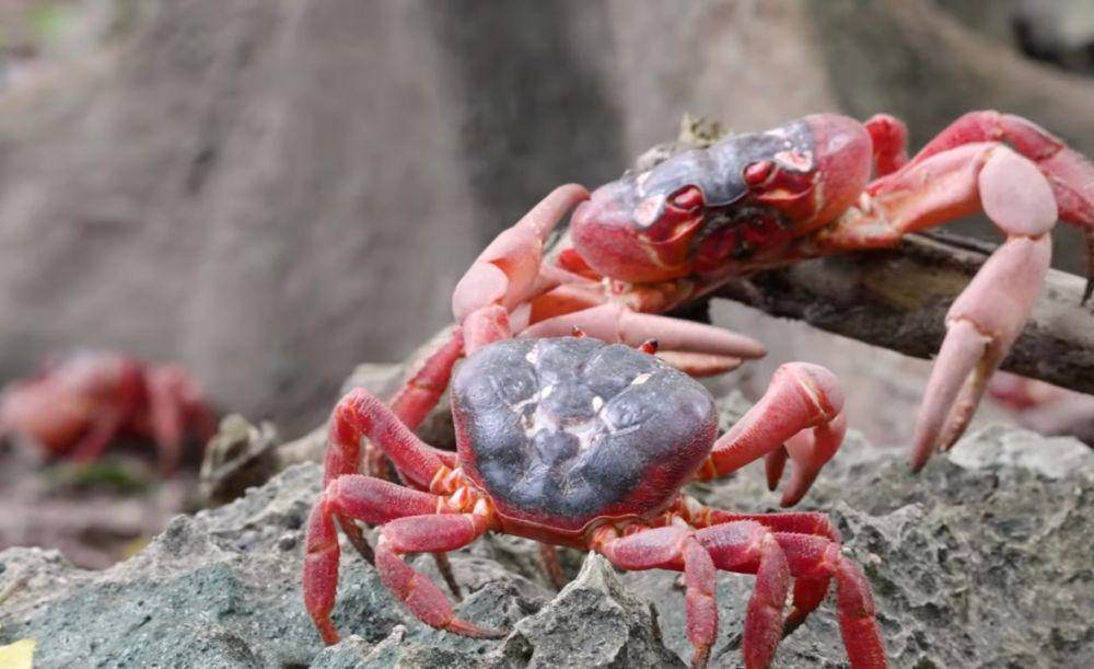 potret kepiting merah (youtube.com/YBS youngbloods)