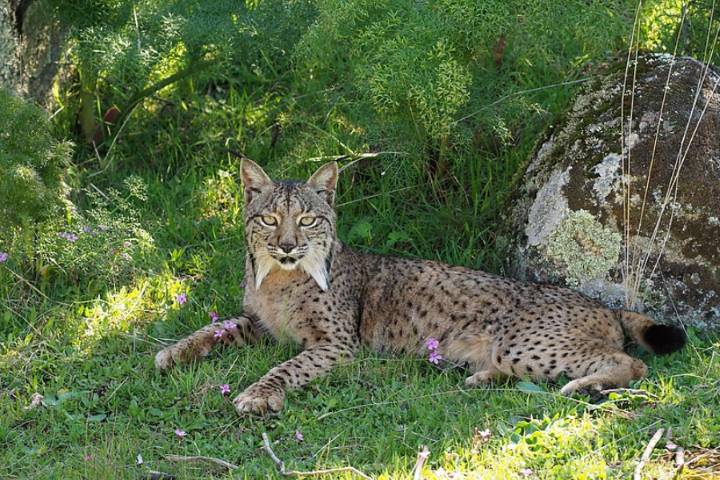 Iberian Lynx (commons.wikimedia.org)