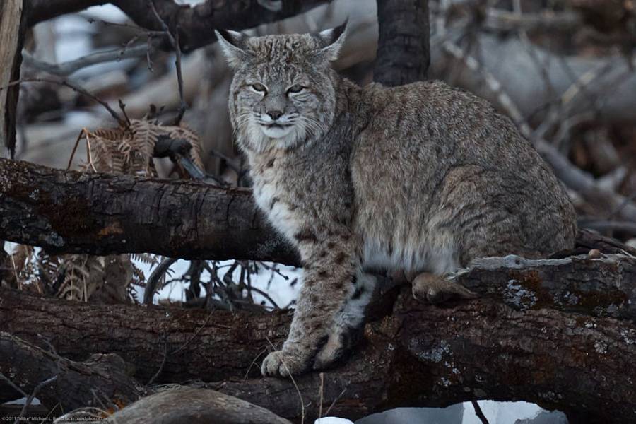 Bobcat Lynx (commons.wikimedia.org)
