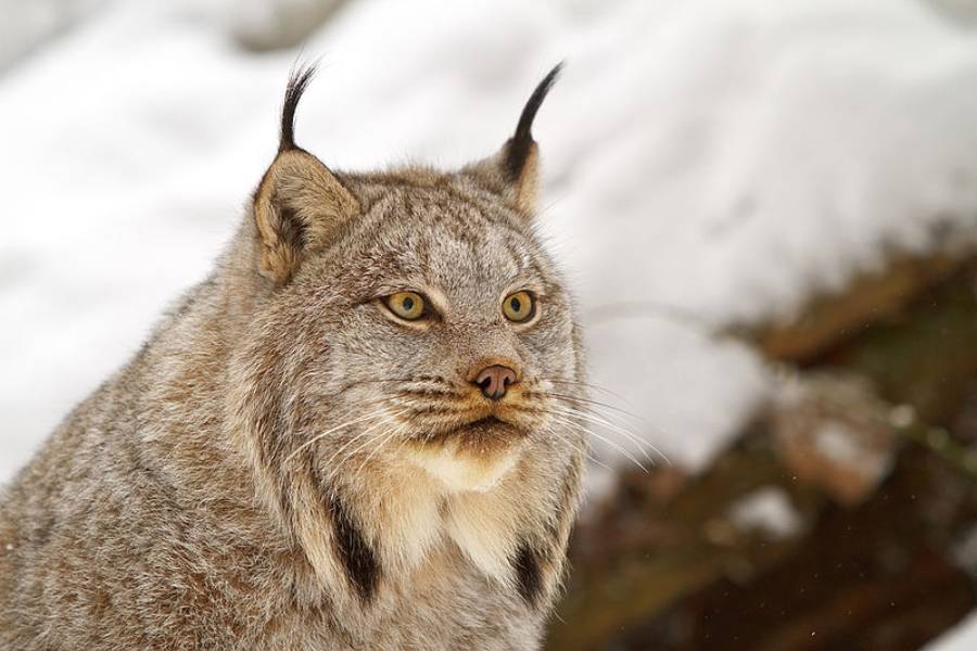 Canada Lynx (commons.wikimedia.org)