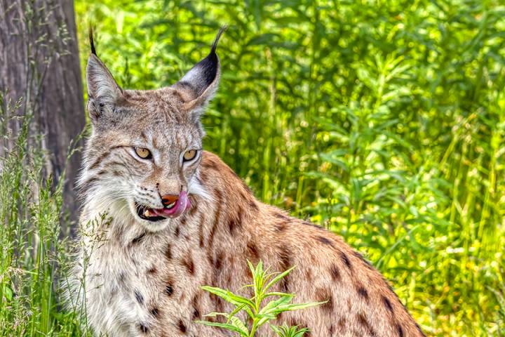 Eurasian Lynx (commons.wikimedia.org)