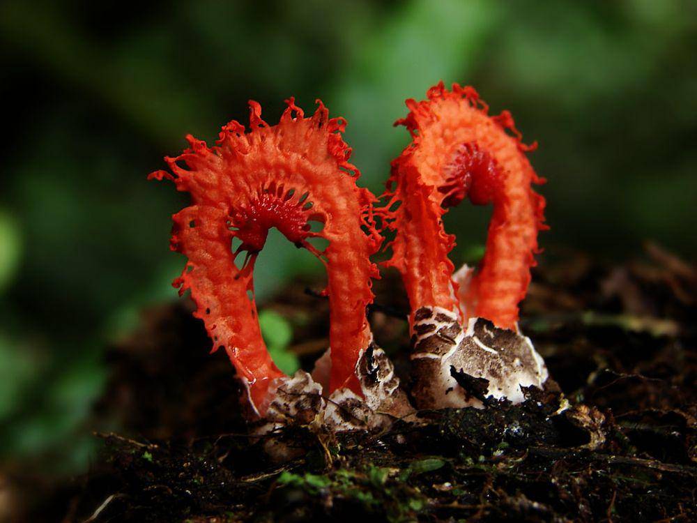 Laterna pusilla (commos.wikimedia.org/Daniel Jimenez)