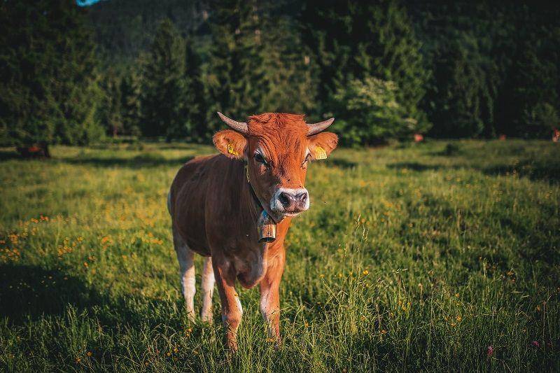 ilustrasi sapi (pexels.com/Tobi)