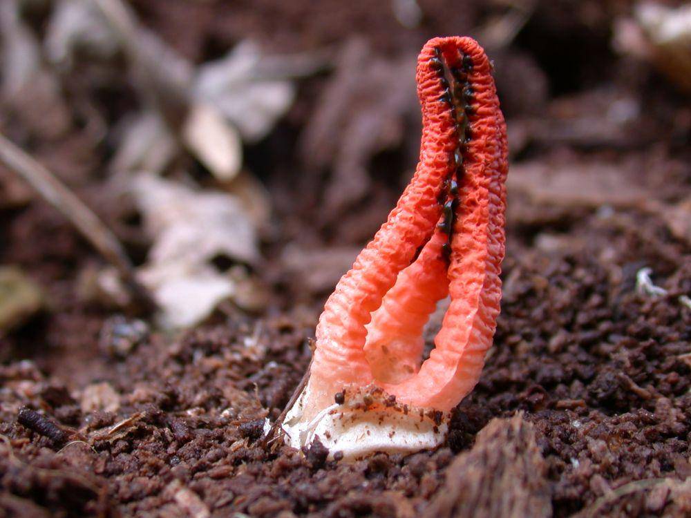 Pseudocolus fusiformis (commons.wikimedia.org/Jon)