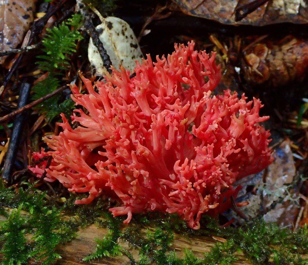 Ramaria araiospora (commons.wikimedia.org/Ron Pastorino)
