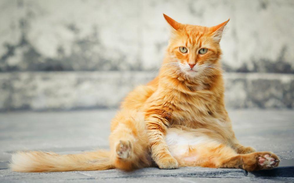 Cara Atasi Infeksi Jamur pada Kucing, Hati-hati Menular