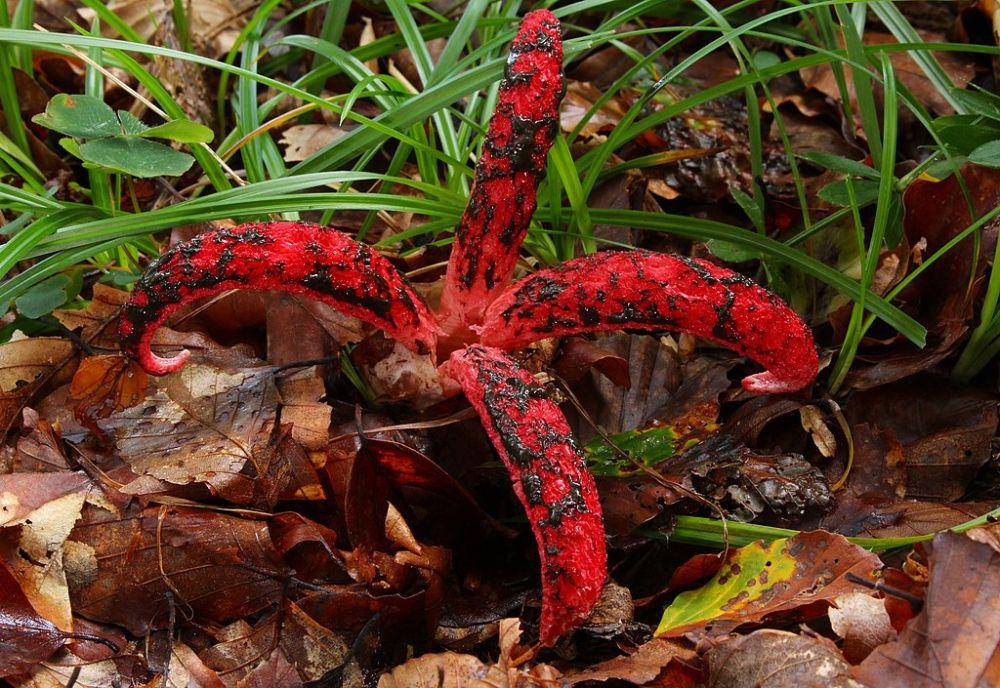 Clathrus archeri (commons.wikimedia.org/Holger Krisp)