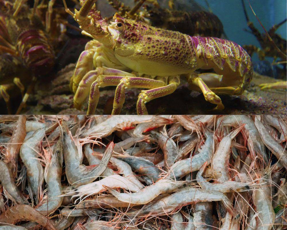 potret lobster dan udang (pexels.com/Roger Brown | pexels.com/Ponsakthi Anand)
