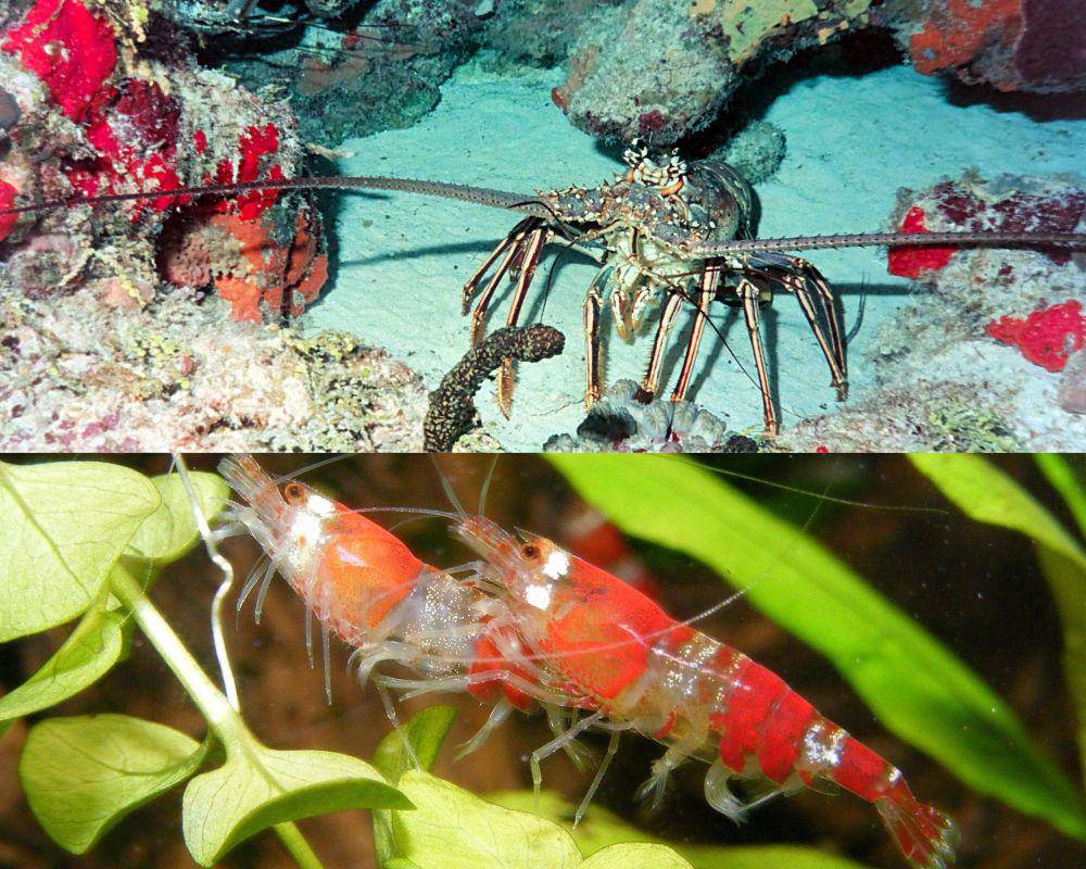 potret lobster dan udang (pexels.com/James Lee | pixabay.com/basuka)
