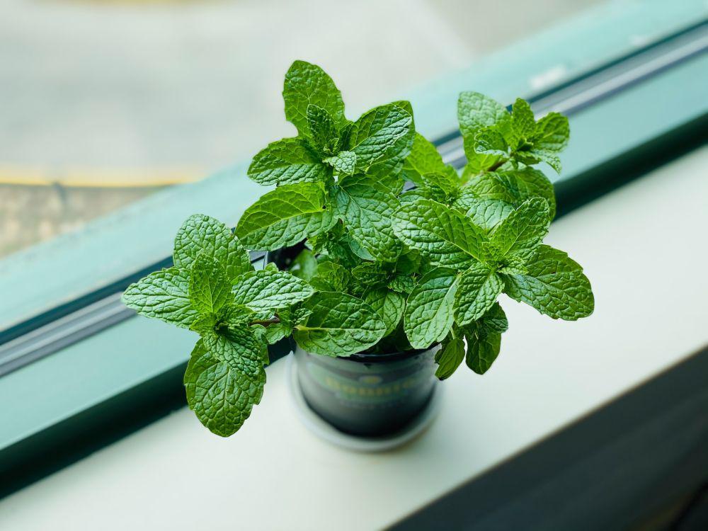 5 Sabun Mandi Mengandung Mint, Bikin Tubuh Rileks!