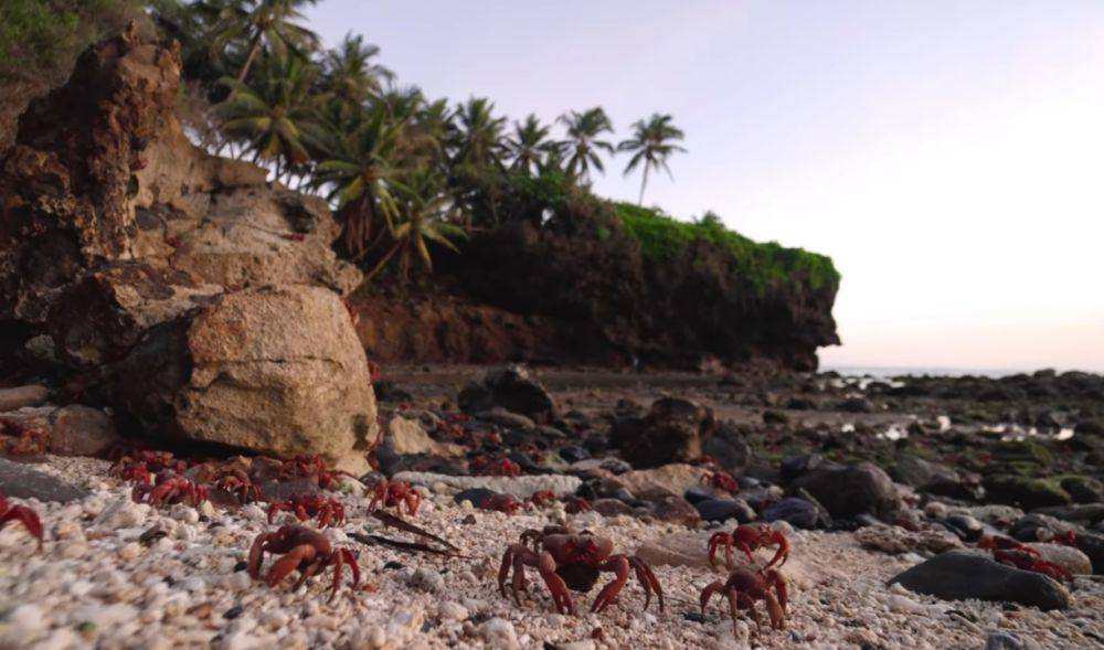 potret kepiting merah (youtube.com/YBS Youngbloods)