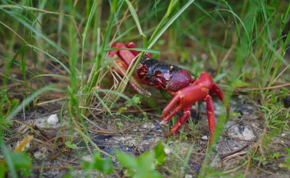 potret kepiting merah (youtube.com/YBS Youngbloods)