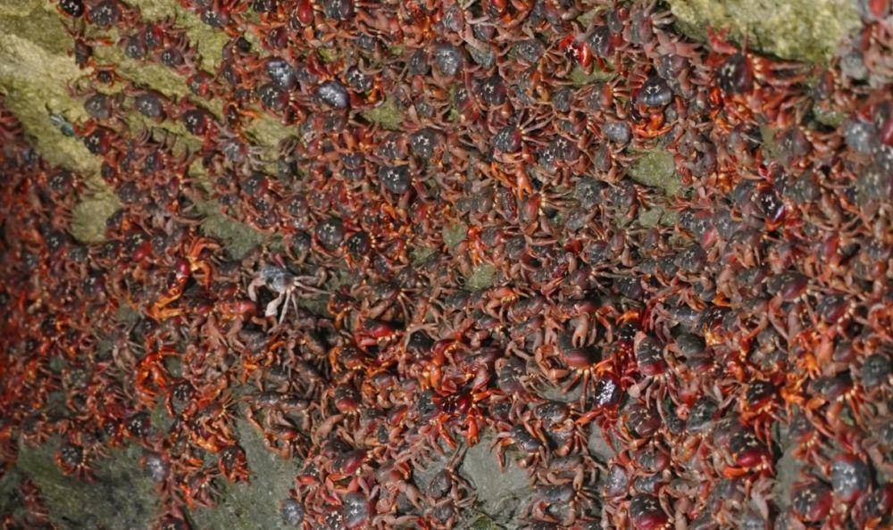 potret kepiting merah (youtube.com/YBS Youngbloods)