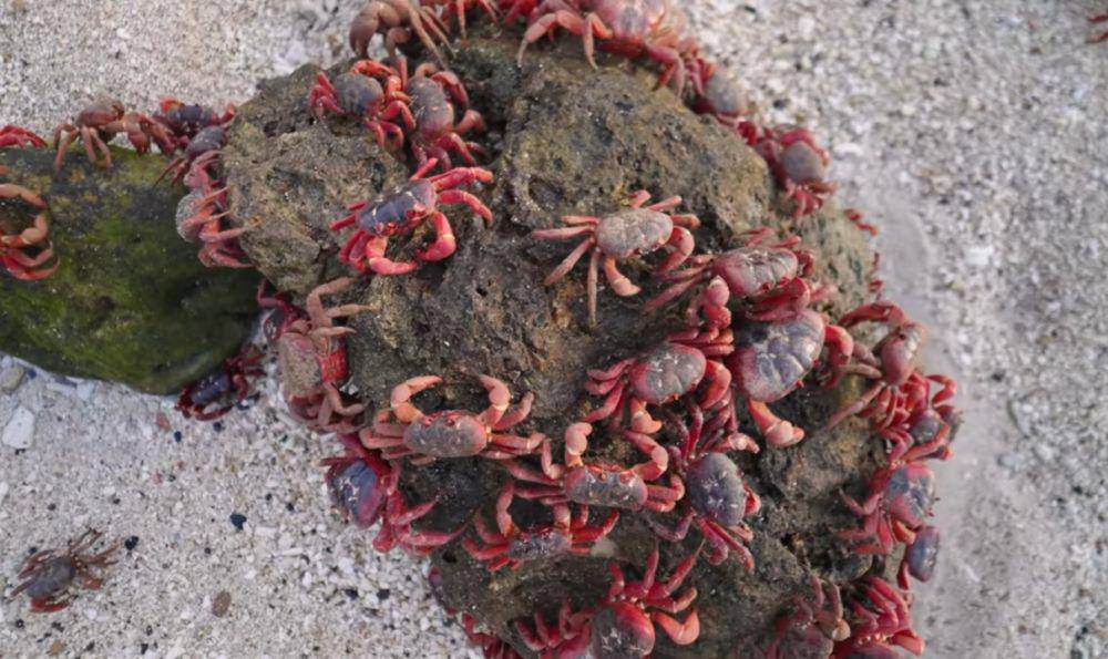 potret kepiting merah (youtube.com/YBS Youngbloods)