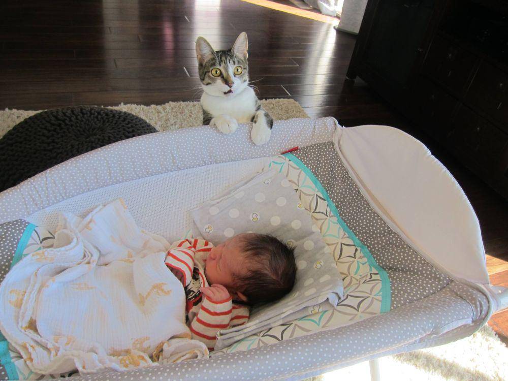 potret kucing ngejagain anak bayi (reddit.com/user/manychairs)