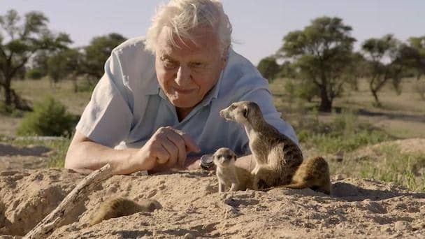 David Attenborough dalam dokumenter Planet Earth (dok. BBC/Planet Earth)
