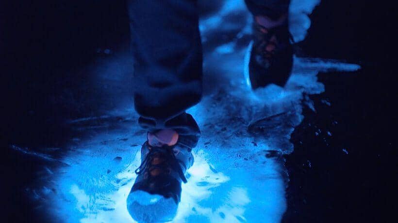 cuplikan dokumenter Life that Glows (dok. BBC/Life that Glows)