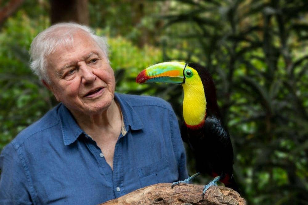 cuplikan dokumenter The Life of Birds (dok. BBC/The Life of Birds)