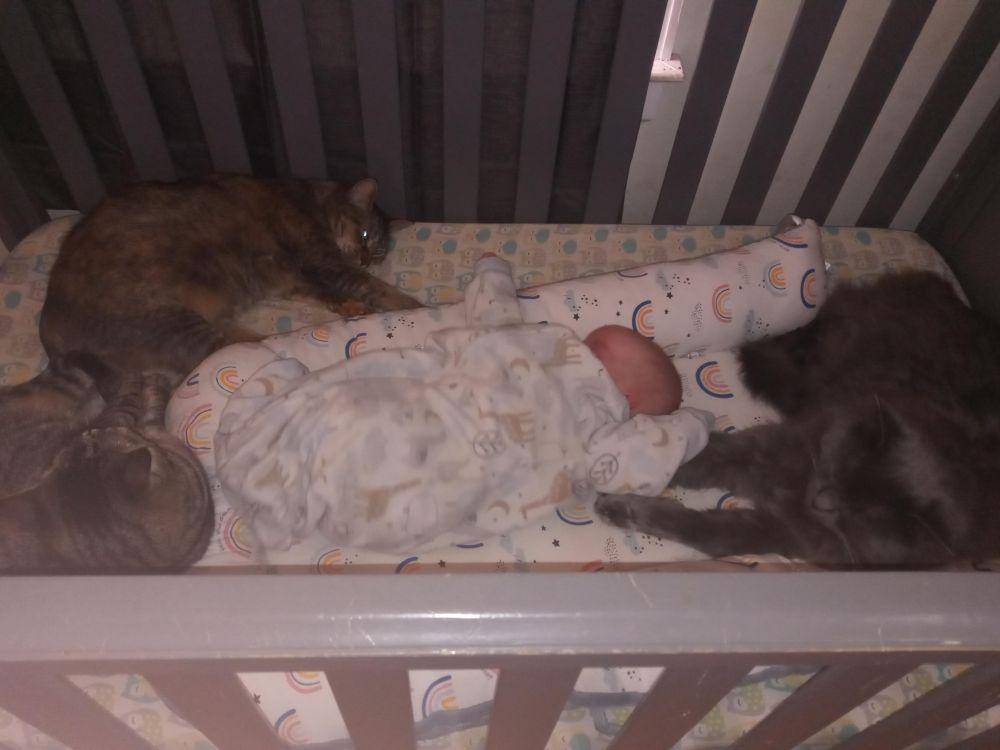 potret kucing ngejagain anak bayi (reddit.com/user/Repulsive-Worth5715)