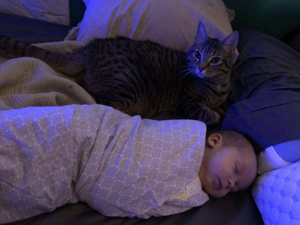 potret kucing ngejagain anak bayi (reddit.com/user/TheTiniestGhoul)