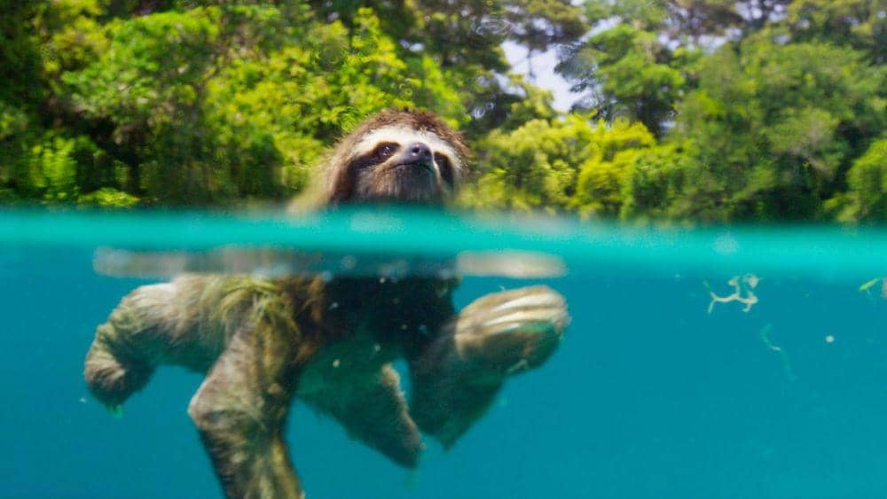 kukang dalam dokumenter Planet Earth 2 (dok. BBC/Planet Earth 2)