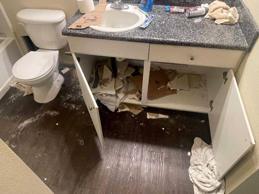 potret momen apes di apartemen (reddit.com/user/Live_Material_265)
